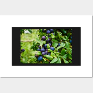 Plums On Tree Branch - Healthy Fruit Abstract Posters and Art